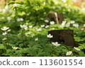 Anemone nirinsou blooming on a hiking trail 113601554