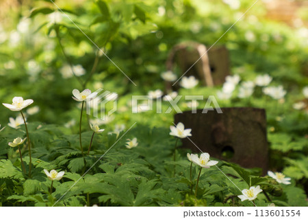 Anemone nirinsou blooming on a hiking trail Anemone nirinsou blooming on a hiking trail 113601554
