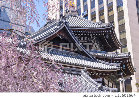 長法寺（六角堂）正殿美幸櫻花盛開 113601664