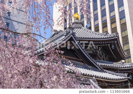 Chohoji Temple (Rokkakudo) Main Hall - Miyukizakura in full bloom 113601666