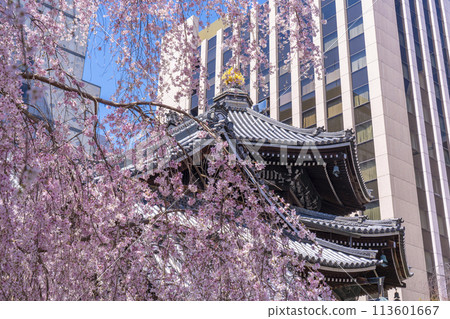 Chohoji Temple (Rokkakudo) Main Hall - Miyukizakura in full bloom 113601667
