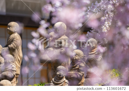 Chohoji Temple (Rokkakudo) Sixteen Arhats, Miyukizakura in full bloom 113601672