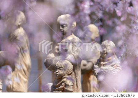 長法寺(六角堂)十六羅漢禦雪櫻盛開 長法寺(六角堂)十六羅漢禦雪櫻盛開 113601679