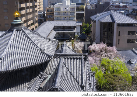 長法寺(六角堂)正殿美幸櫻花盛開 長法寺(六角堂)正殿美幸櫻花盛開 113601682