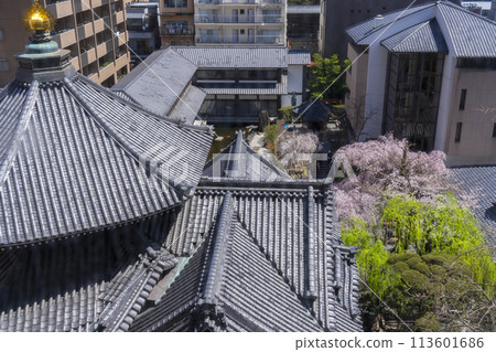 Chohoji Temple (Rokkakudo) Main Hall - Miyukizakura in full bloom 113601686