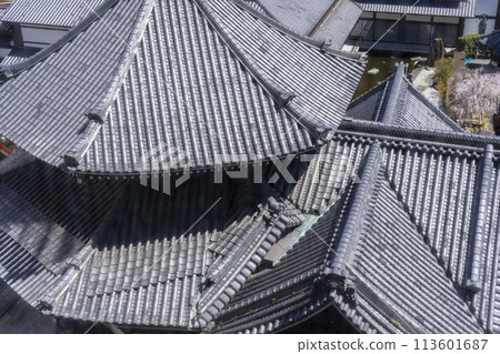 長法寺（六角堂）正殿美幸櫻花盛開 113601687