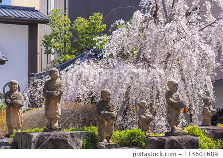 Chohoji Temple (Rokkakudo) Sixteen Arhats, Miyukizakura in full bloom 113601689