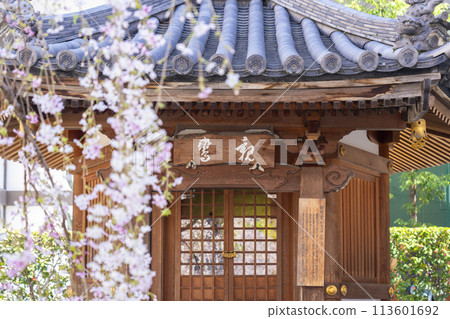 Chohoji Temple (Rokkakudo) Shinran-do Hall - Gokozakura in full bloom 113601692
