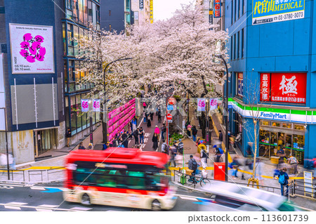 日本東京都會風景澀谷染上櫻花色…澀谷櫻花舞台前的櫻坂櫻花盛開 SHIBUYA Tower 日本東京都會風景澀谷染上櫻花色…澀谷櫻花舞台前的櫻坂櫻花盛開 SHIBUYA Tower 113601739