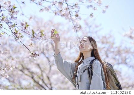 春天賞櫻花的女性入境背包客 113602128