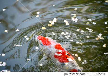Nishikigoi and falling cherry blossoms 113602291