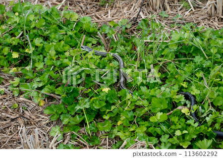 Shimate snake 113602292