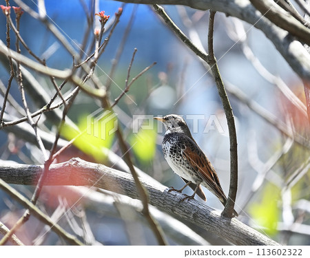 Thrush stuck in a branch Thrush stuck in a branch 113602322