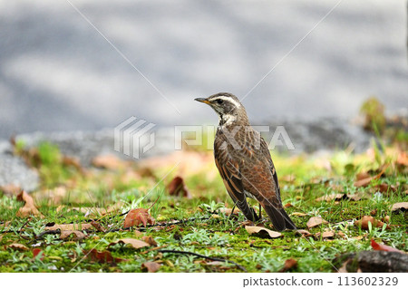 Thrush that got off to the ground 113602329