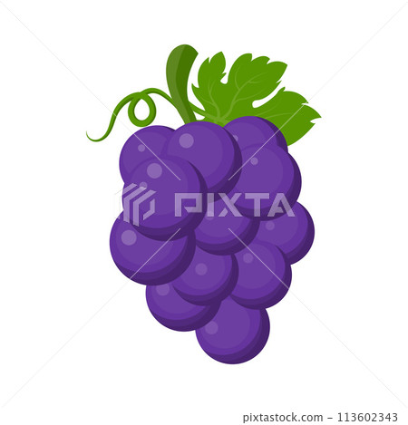 Fresh fruit purple grape with green leaf vine cartoon vector isolated illustration 113602343