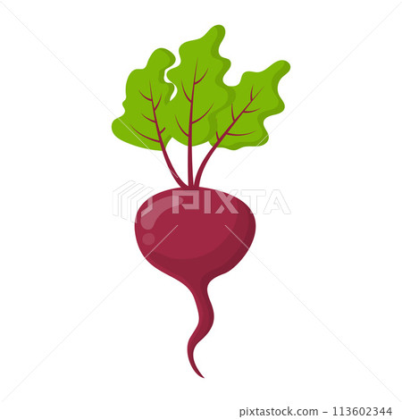 Fresh food vegetable beet cartoon vector isolated illustration 113602344