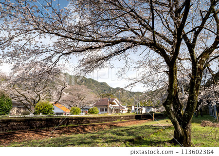 Scenery with cherry blossoms Scenery with cherry blossoms 113602384