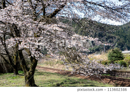 櫻花的風景 113602386