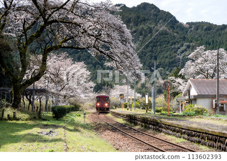A local train running through a tunnel of cherry blossoms A local train running through a tunnel of cherry blossoms 113602393