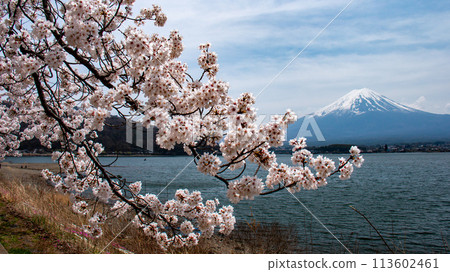 Spring at Lake Kawaguchi: Cherry blossoms and Mt. Fuji 113602461