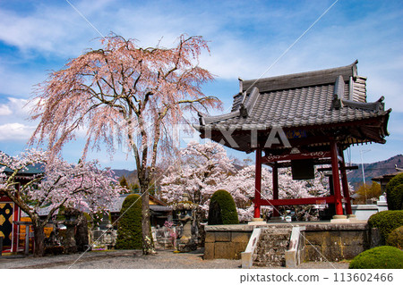 河口湖的春天 富士禦室淺間神社的櫻花 113602466