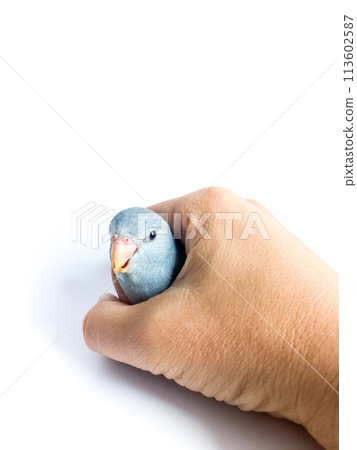 Forpus parrot in hand on the white background Forpus parrot in hand on the white background 113602587
