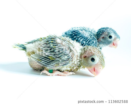 New born Forpus parrot bird on the white background New born Forpus parrot bird on the white background 113602588