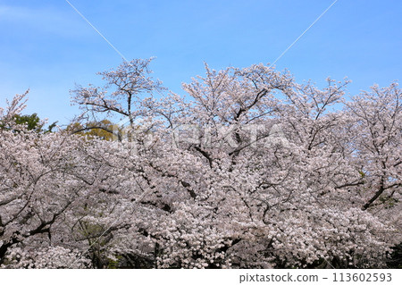 Cherry blossoms in full bloom shining in the blue sky Cherry blossoms in full bloom shining in the blue sky 113602593