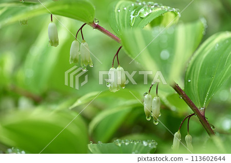 Solomon's-seal (variegated sweetheart) and water droplets 113602644