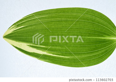 Leaves of variegated sweet alder [Background material] 113602703