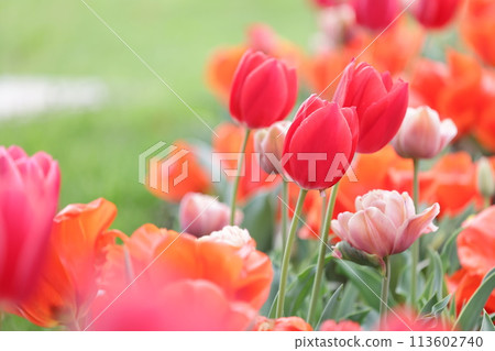 Tulips blooming in a cute park 113602740