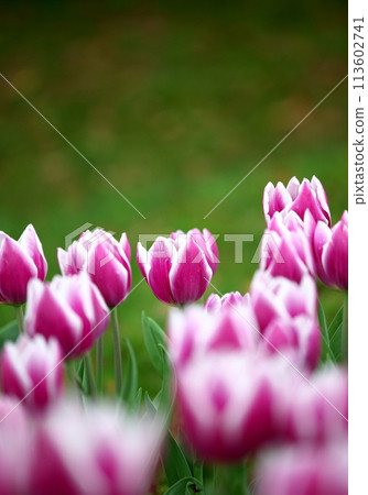 Tulips blooming in a cute park 113602741