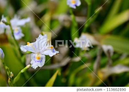 Iris japonica landscape 113602890