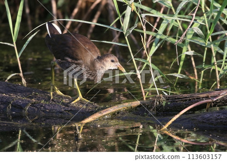 Young bird of van Young bird of van 113603157