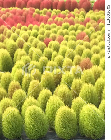 Red and green kochia fields Red and green kochia fields 113603605