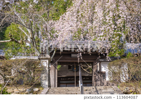 Kyoto Yamashina Iwayaji Temple (Taishoji Temple) Weeping cherry blossoms 113604087