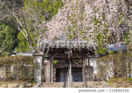 Iwaya-ji Temple (Taishoji Temple) mountain gate and weeping cherry blossoms in Yamashina, Kyoto Iwaya-ji Temple (Taishoji Temple) mountain gate and weeping cherry blossoms in Yamashina, Kyoto 113604100