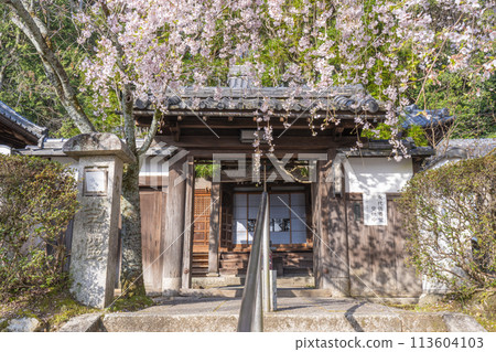 Kyoto Yamashina Iwayaji Temple (Taishoji Temple) Weeping cherry blossoms 113604103
