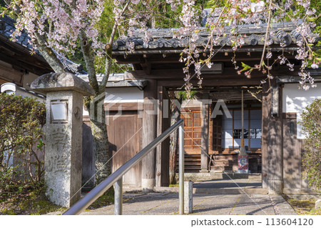 Iwaya-ji Temple (Taishoji Temple) mountain gate and weeping cherry blossoms in Yamashina, Kyoto 113604120