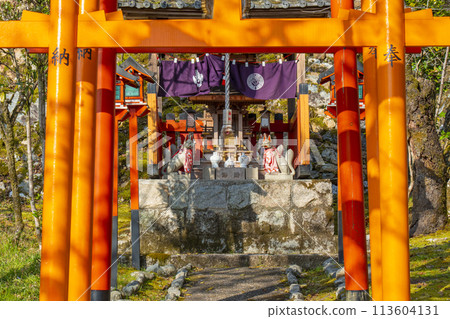 京都山科大石稻荷大神櫻花 113604131