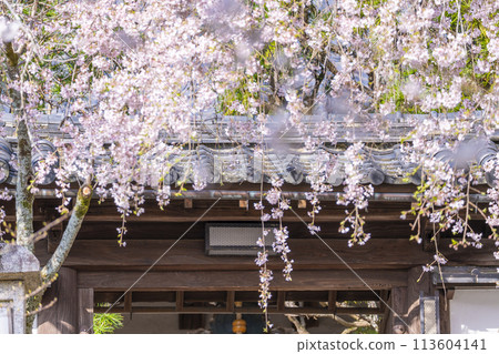 Iwaya-ji Temple (Taishoji Temple) mountain gate and weeping cherry blossoms in Yamashina, Kyoto 113604141