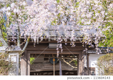 Iwaya-ji Temple (Taishoji Temple) mountain gate and weeping cherry blossoms in Yamashina, Kyoto 113604143