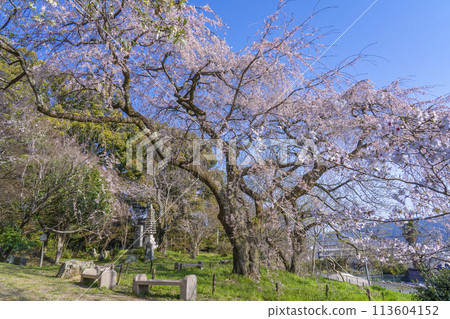 Kyoto Iwaya-ji Temple, weeping cherry tree at the site of Yoshio Oishi's Yamashina retreat 113604152