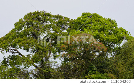 Herons raising their young in groups on top of a large tree. Herons raising their young in groups during the breeding season. 113604203