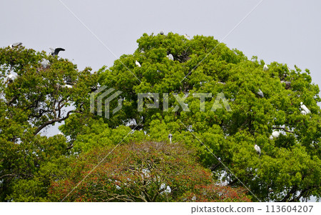Herons raising their young in groups on top of a large tree. Herons raising their young in groups during the breeding season. 113604207