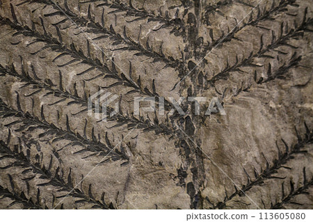 fossil leaves texture fossil leaves texture 113605080