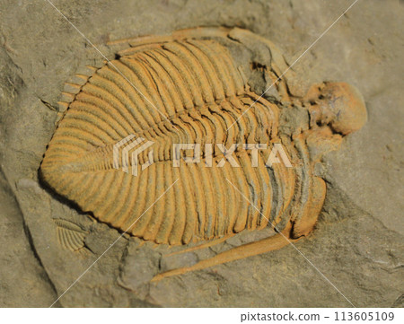 trilobite fossil texture trilobite fossil texture 113605109