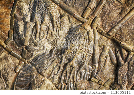 crinoid fossil texture crinoid fossil texture 113605111