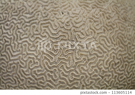 old coral texture old coral texture 113605114