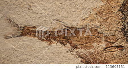 fish fossil texture fish fossil texture 113605131